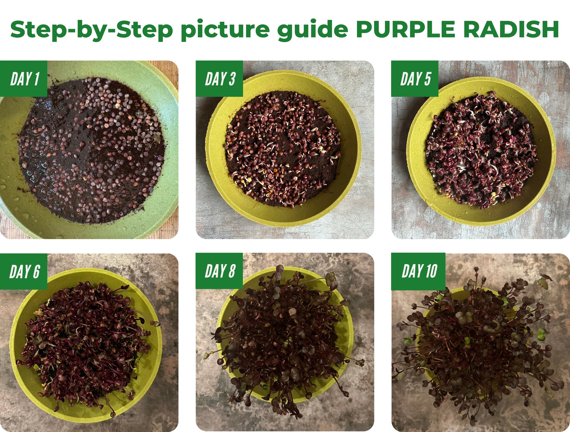 Step-by-step Growing Purple Radish Microgreens