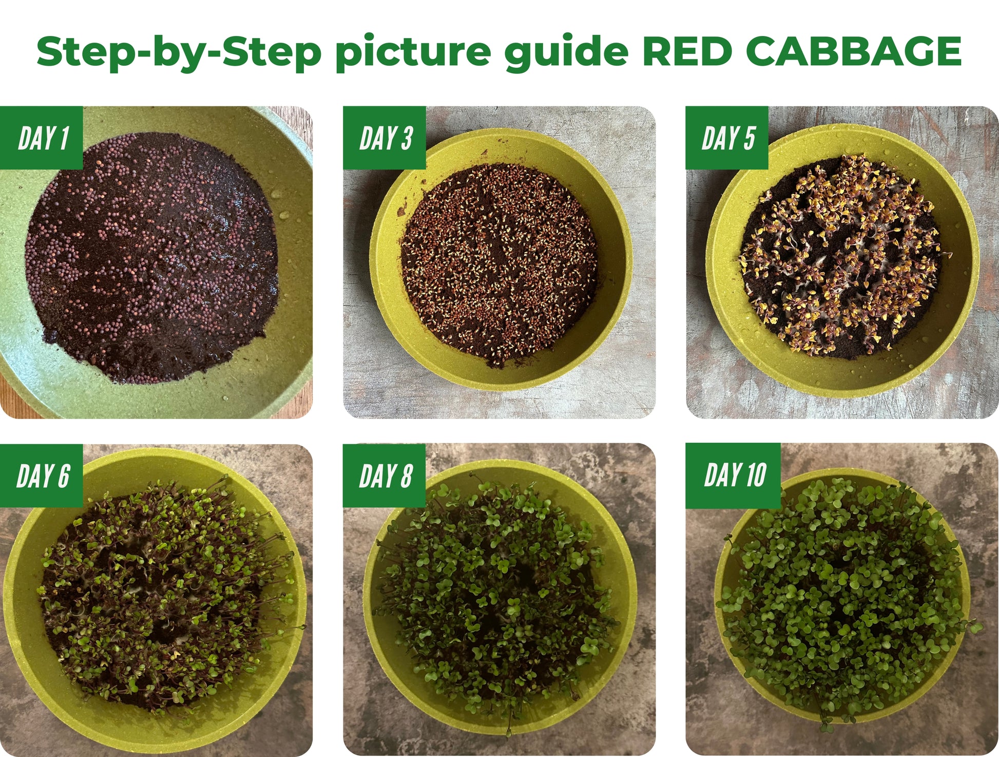 Step-by-step Growing Red Cabbage Microgreens