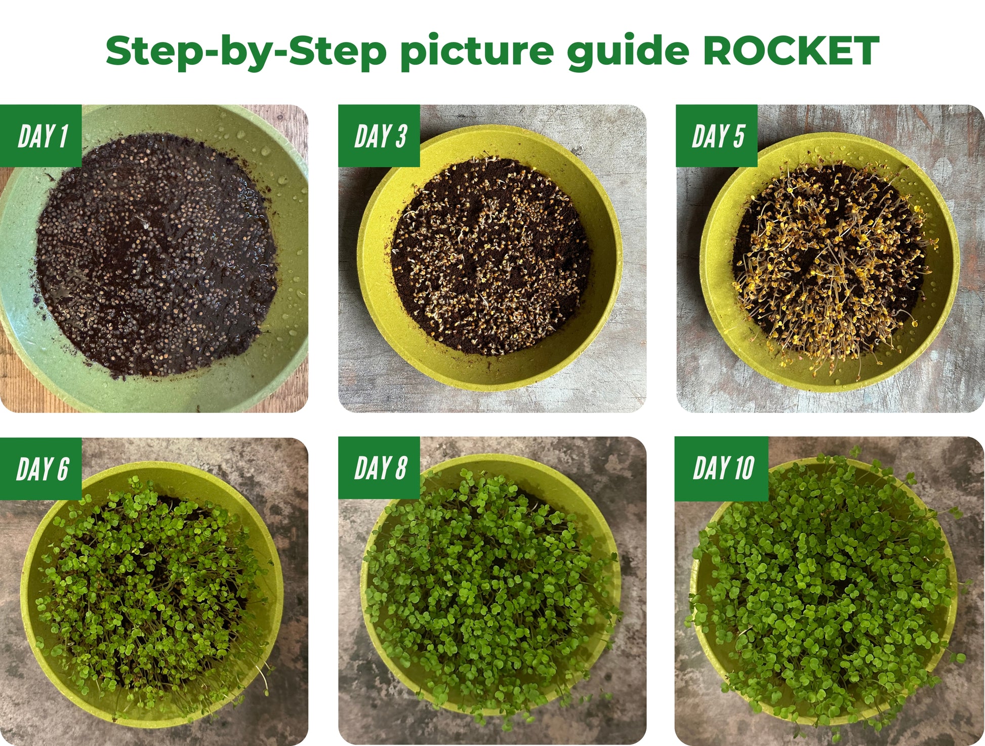 Step-by-step Growing Rocket Microgreens