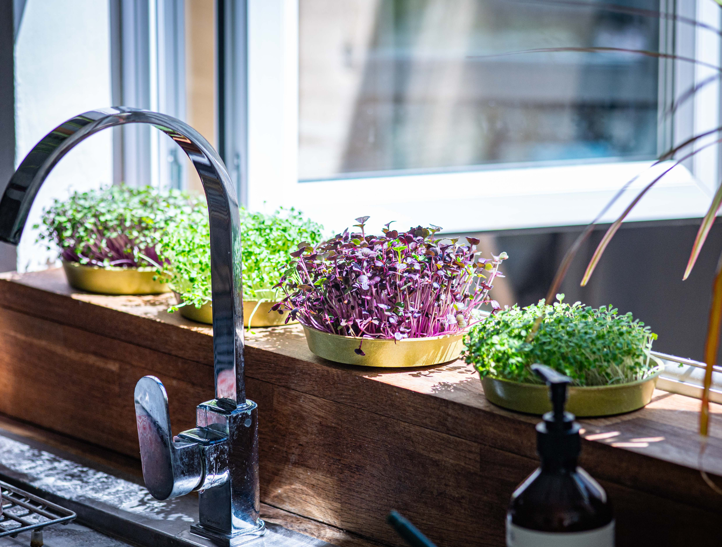 The Complete Microgreens Seed Set | 10 varieties