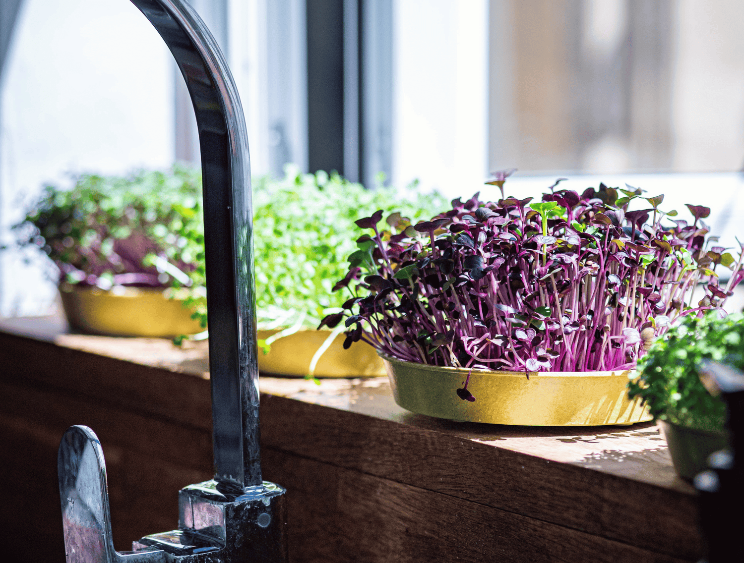 Purple radish microgreens growing on windowsill