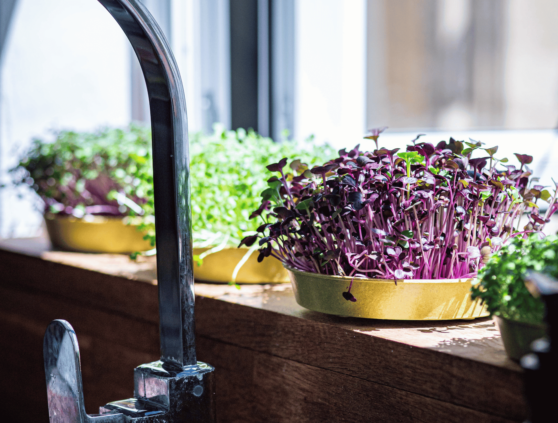 Purple radish microgreens growing on windowsill