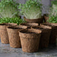 Teeny Greeny coir pots empty in foreground with lush microgreens growing in background on slate surface with bamboo tray