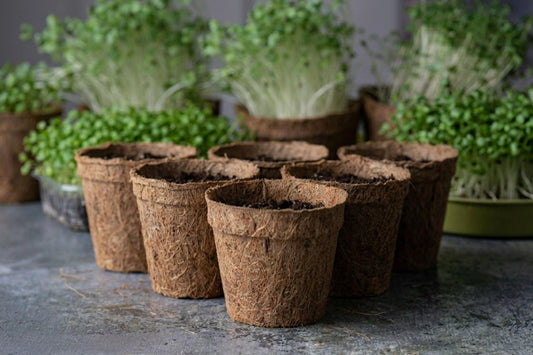 Teeny Greeny coir pots empty in foreground with lush microgreens growing in background on slate surface with bamboo tray