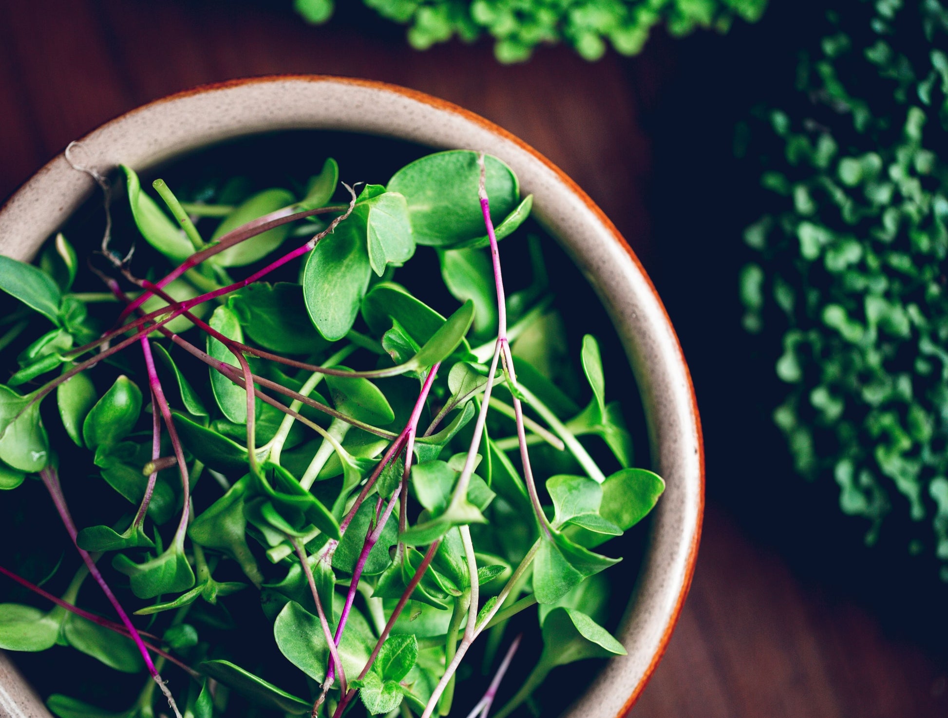 Eat healthy microgreens