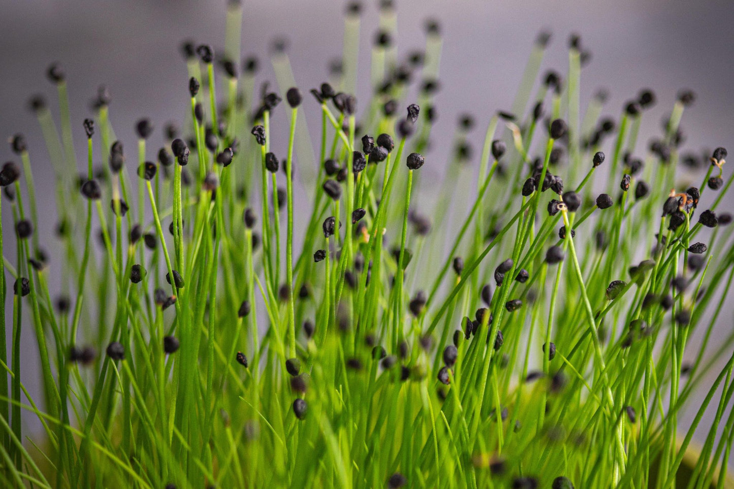 Garlic chive microgreens growing with black seed husks on tall green stems