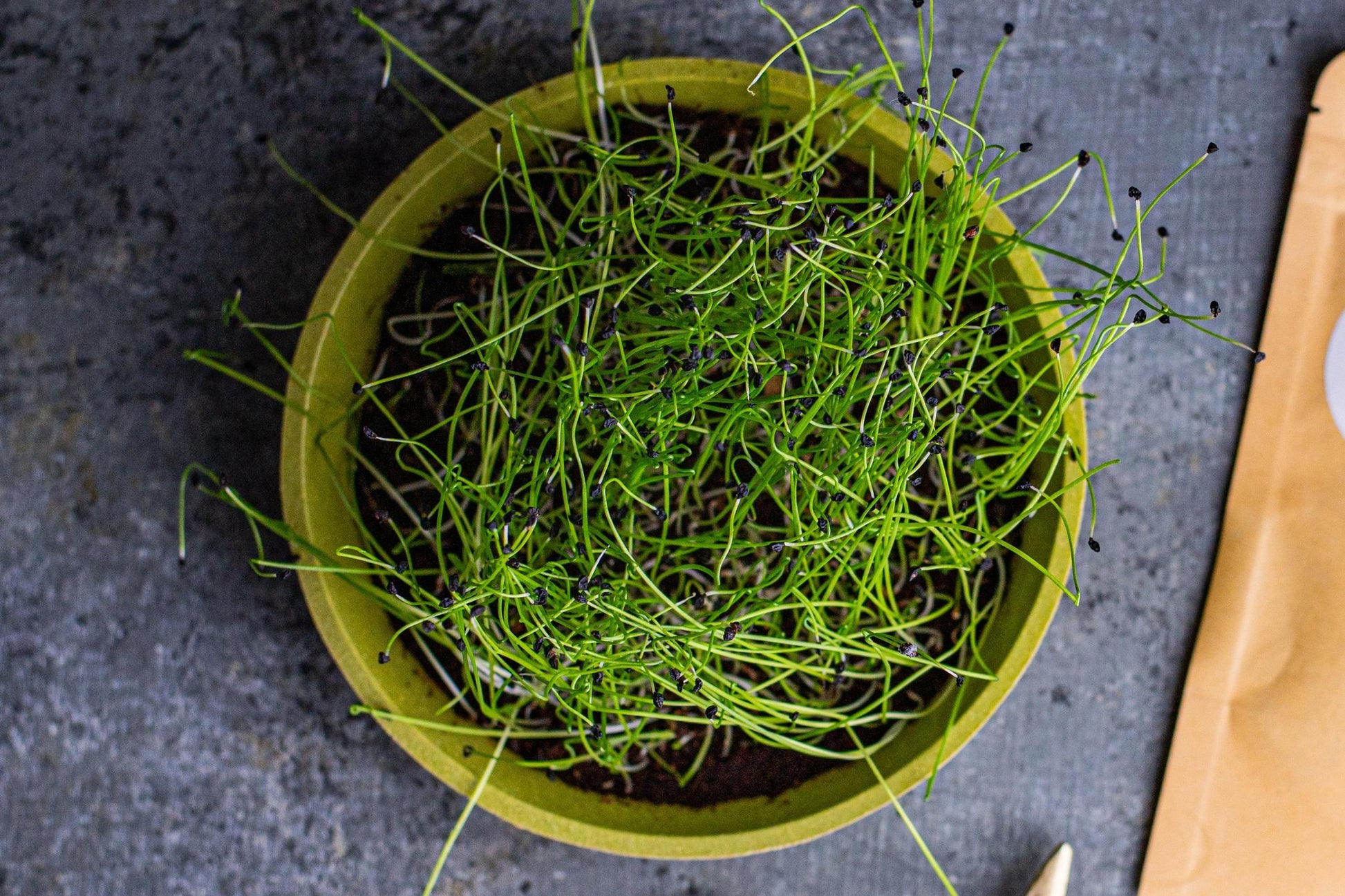 Garlic chive microgreens growing in bamboo tray on dark stone surface