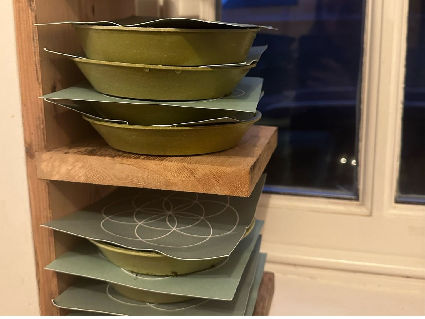 Cardboard germination cover placed over microgreen seeds during sprouting