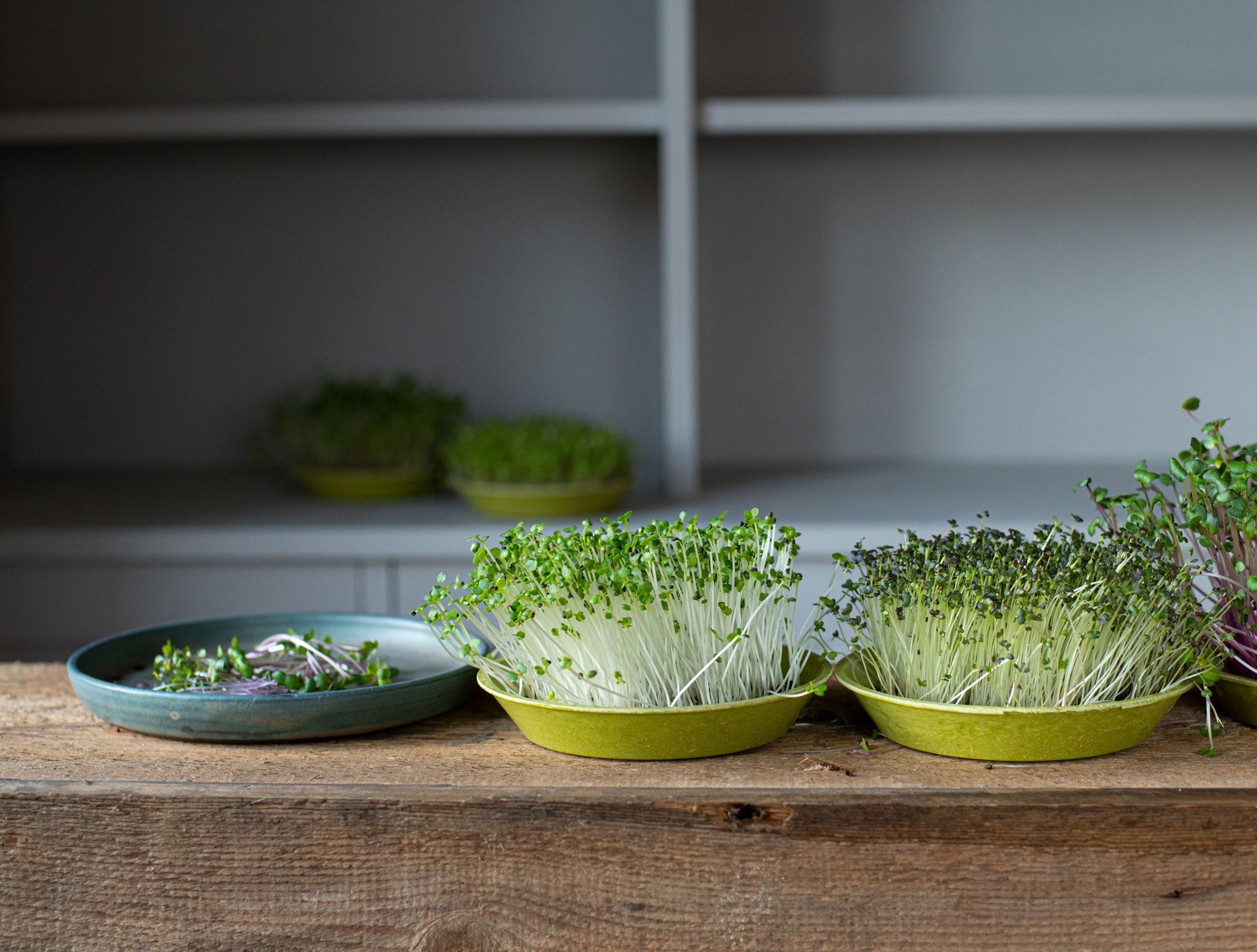 eat healthy microgreens