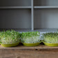 eat healthy microgreens