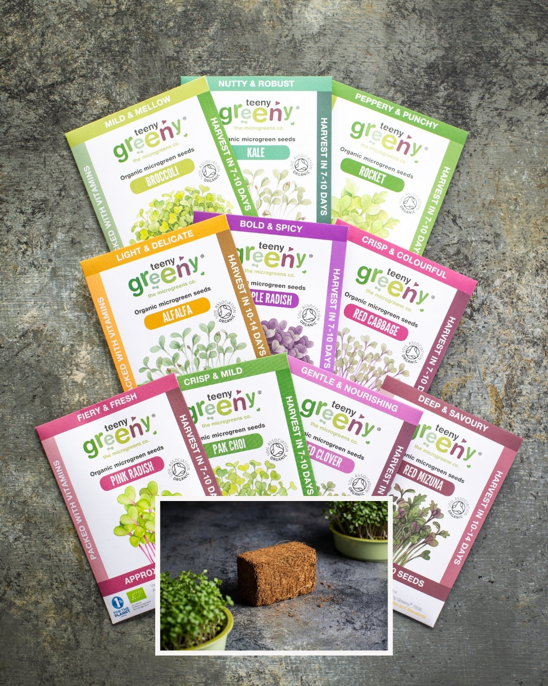 how to grow microgreens uk step 1
