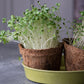 eeny Greeny coir pots growing microgreens sitting in yellow-green bamboo tray on slate surface