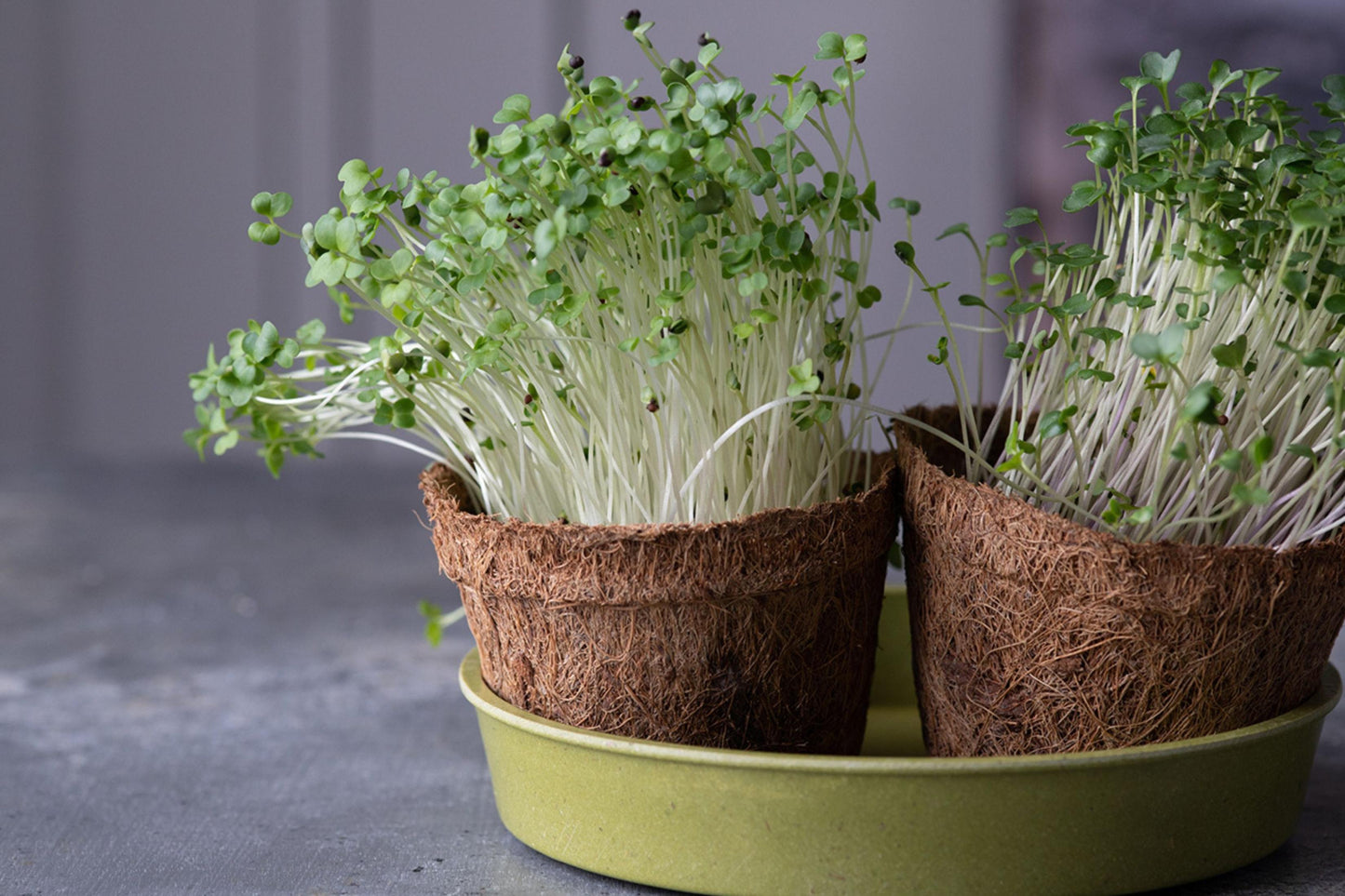 eeny Greeny coir pots growing microgreens sitting in yellow-green bamboo tray on slate surface