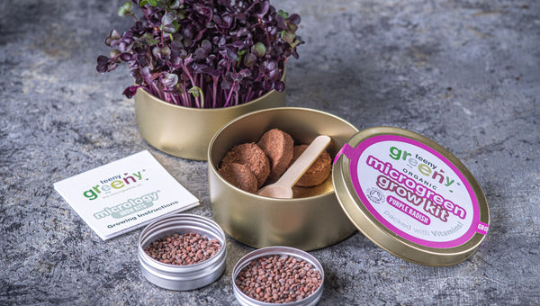 Purple Radish Microgreens