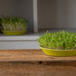 Organic Rocket Microgreen Seeds