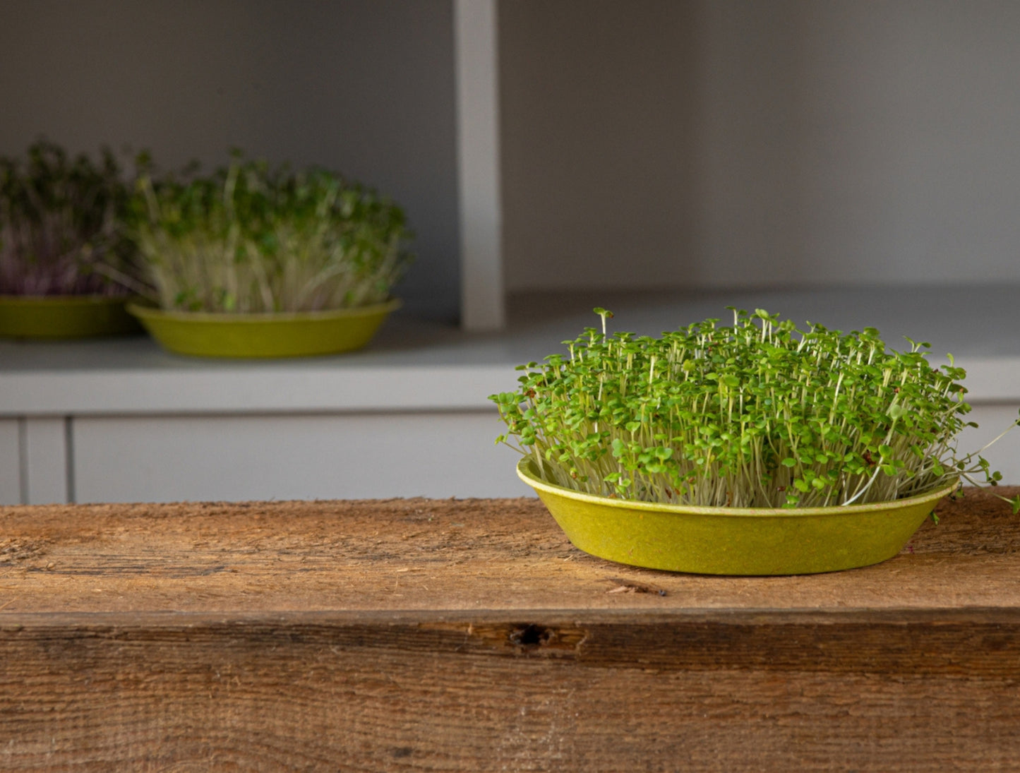 Organic Rocket Microgreen Seeds