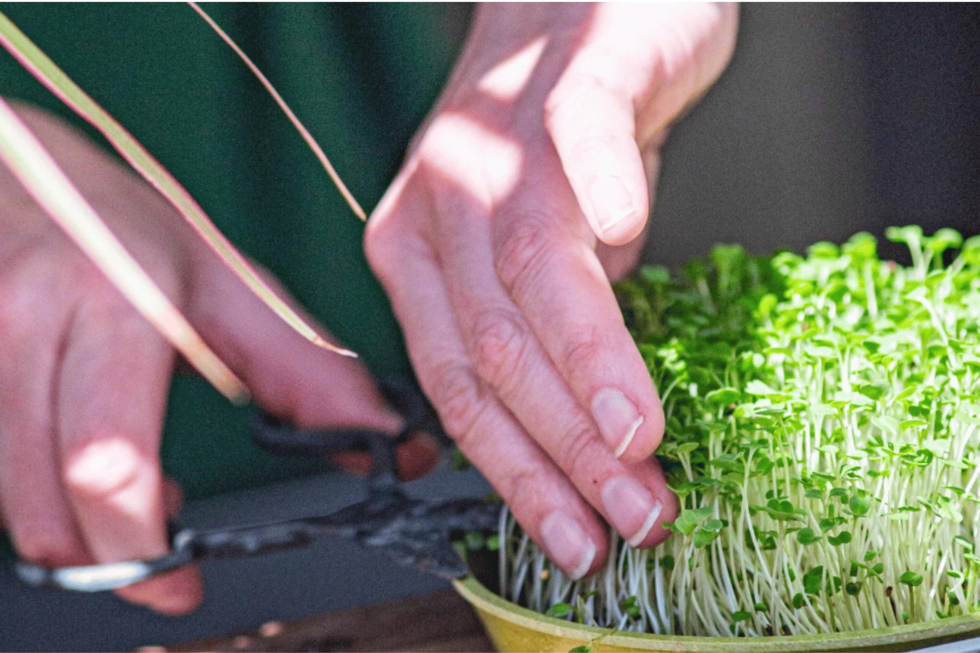 Teeny Greeny alfalfa microgreens being harvested with scissors from bamboo tray