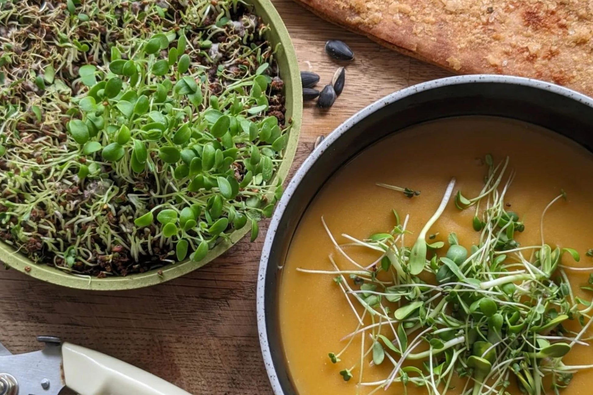Teeny Greeny alfalfa microgreens as fresh garnish on homemade soup with crusty bread