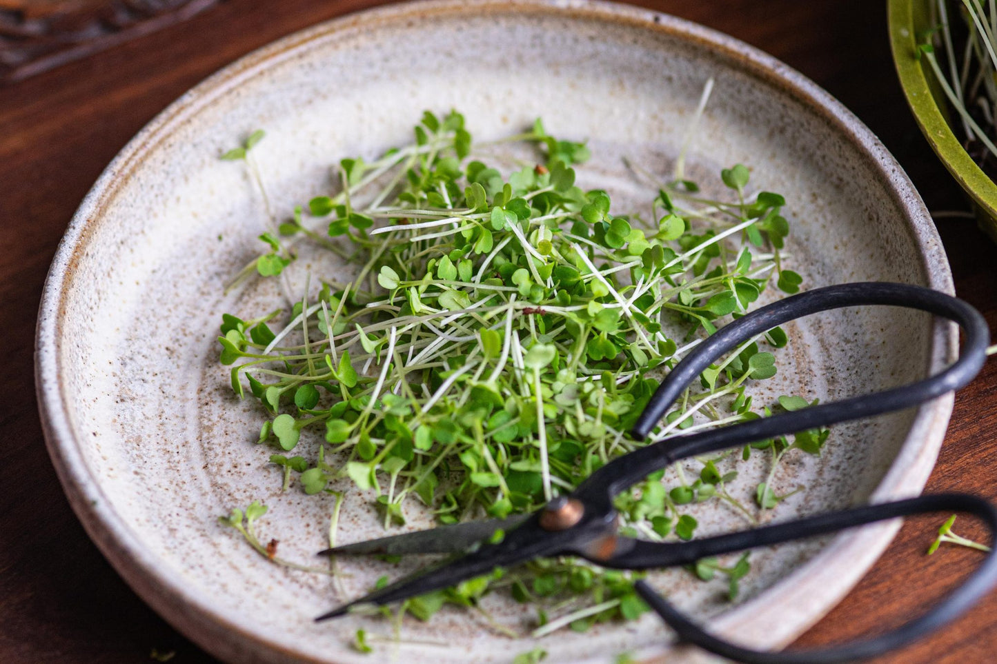 Teeny Greeny freshly cut broccoli microgreens in ceramic bowl with scissors