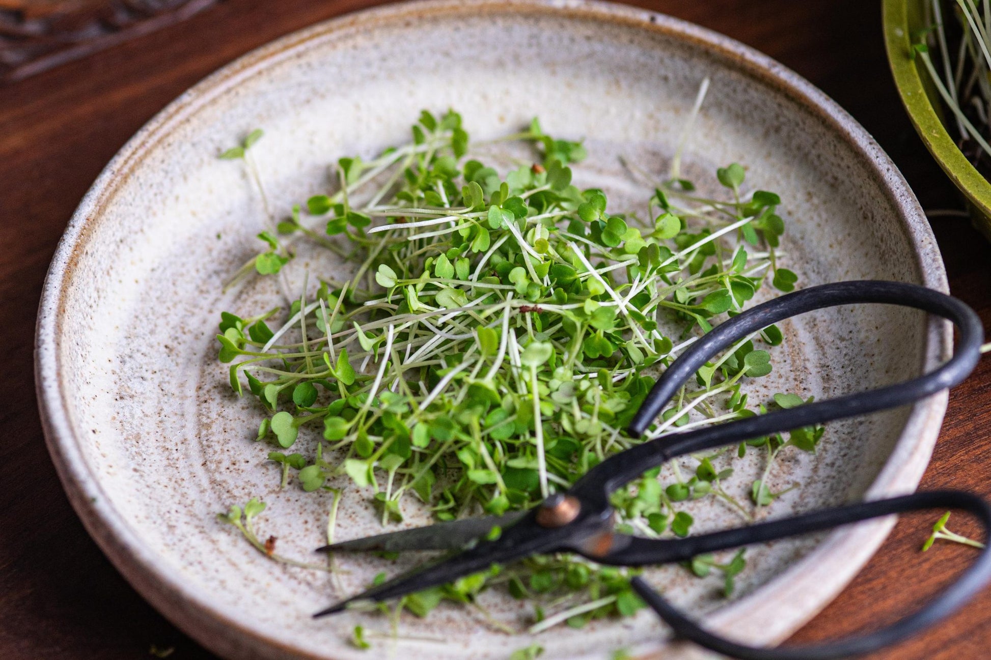 Teeny Greeny freshly cut broccoli microgreens in ceramic bowl with scissors