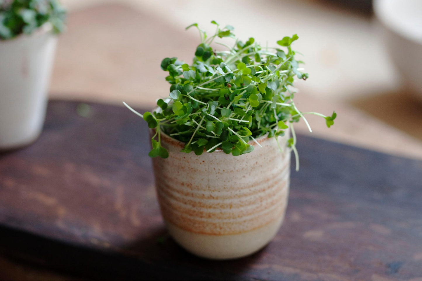 Teeny Greeny broccoli microgreens growing in handmade ceramic pot on wooden board