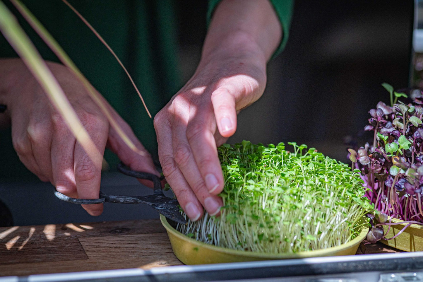 Teeny Greeny broccoli microgreens being harvested with scissors from bamboo tray