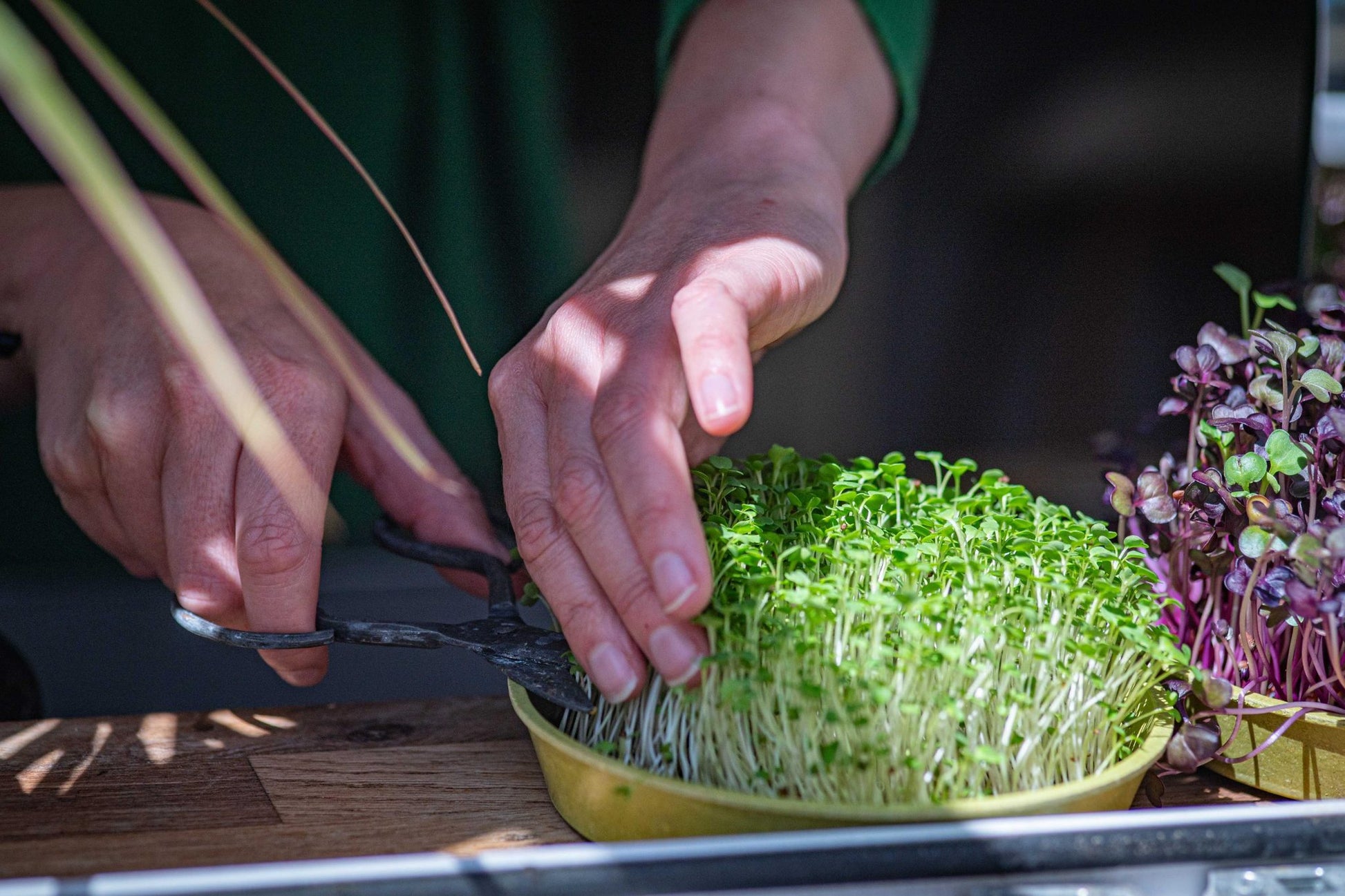 Teeny Greeny broccoli microgreens being harvested with scissors from bamboo tray