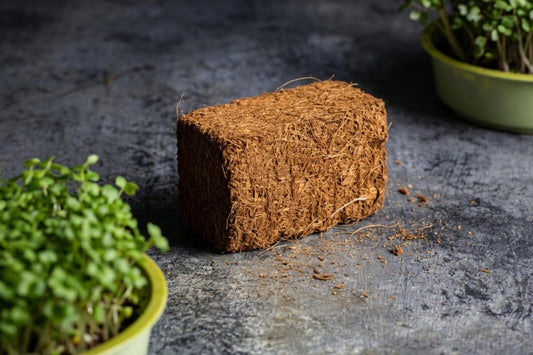 Teeny Greeny coir briquette growing medium for microgreens on dark stone surface with microgreen bowls
