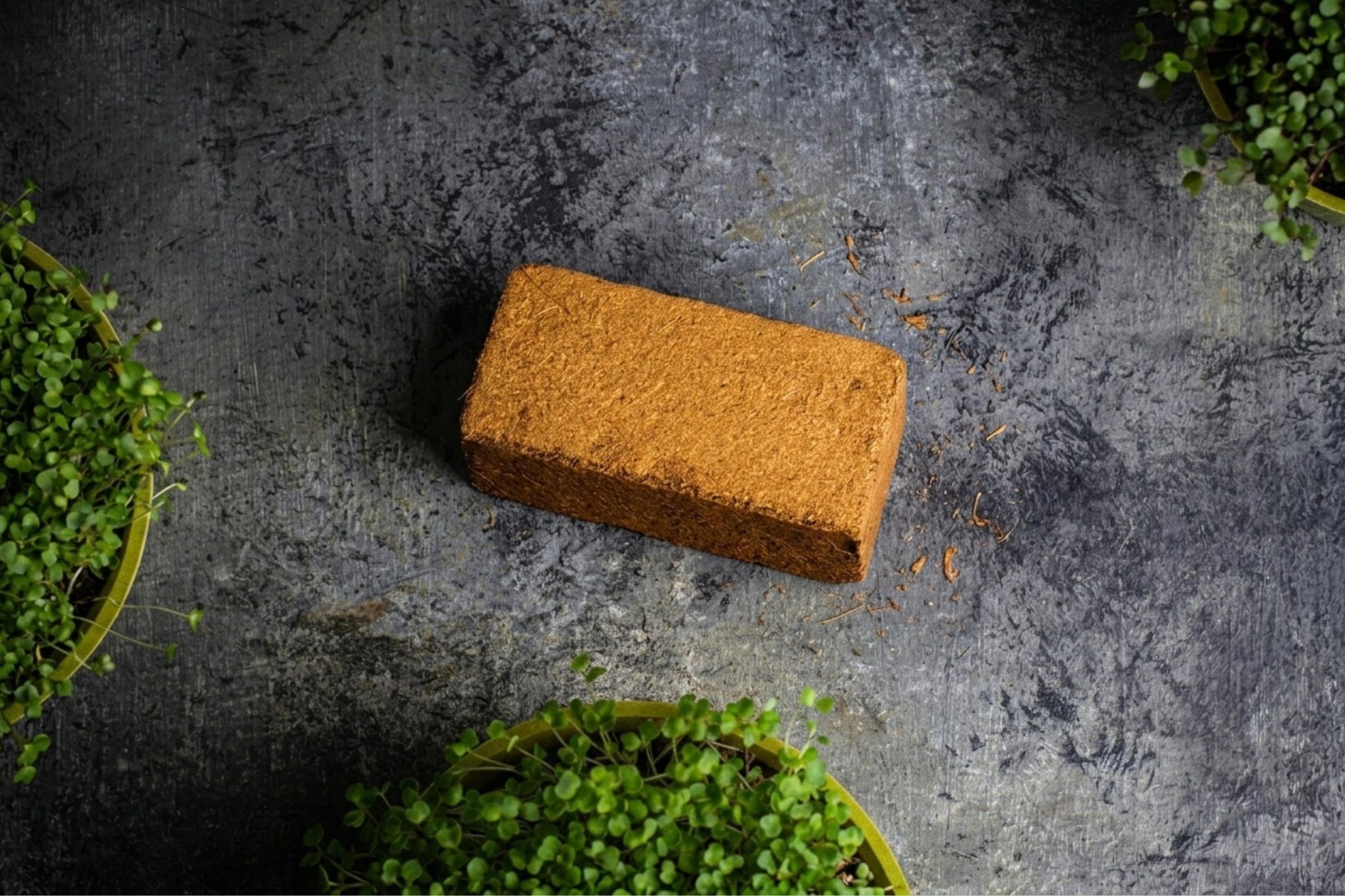 Teeny Greeny coir briquette growing medium flat lay surrounded by fresh microgreens in bambo trays