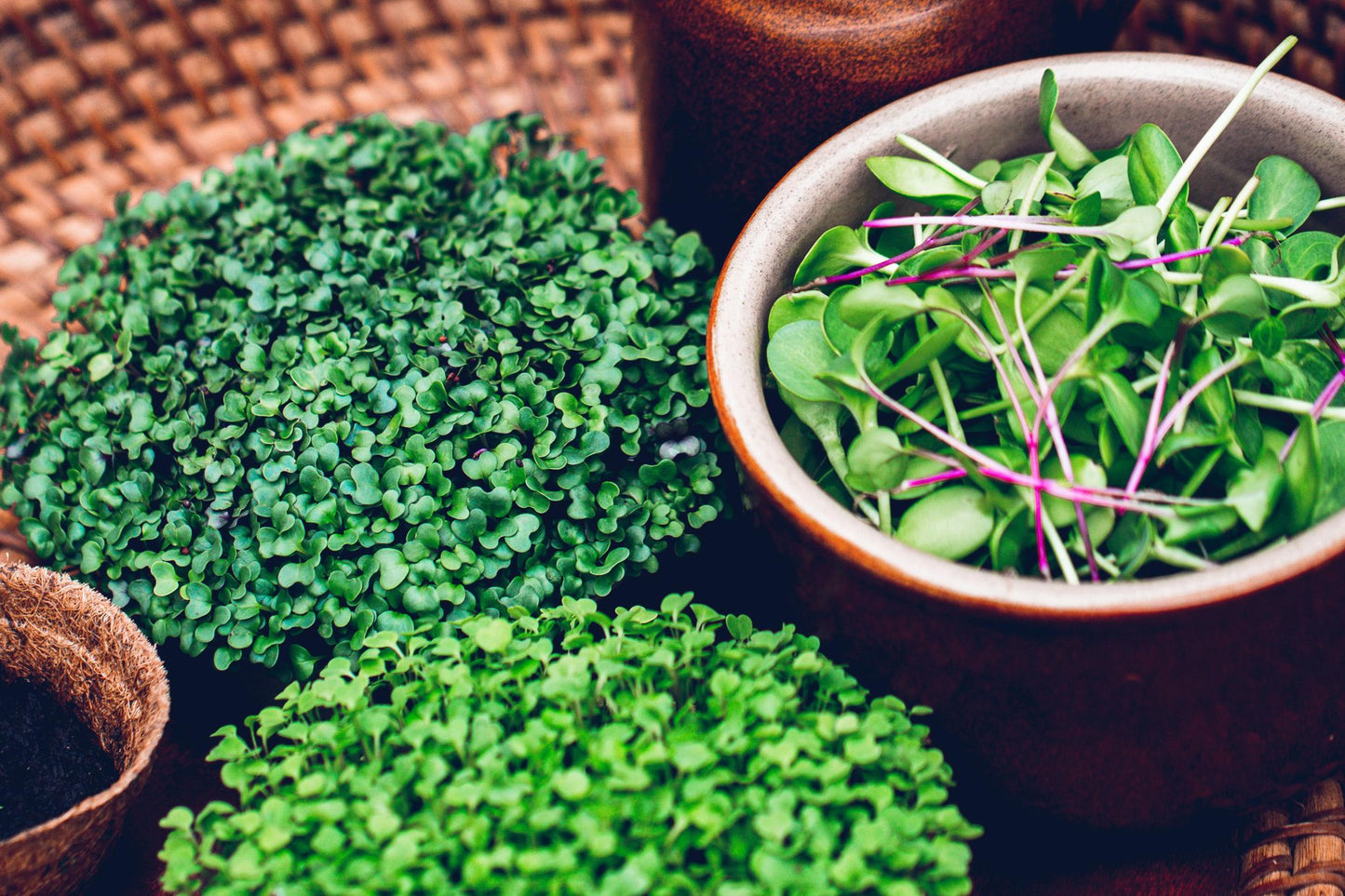 Teeny Greeny kale and mixed microgreens freshly cut in ceramic bowl with trays in background
