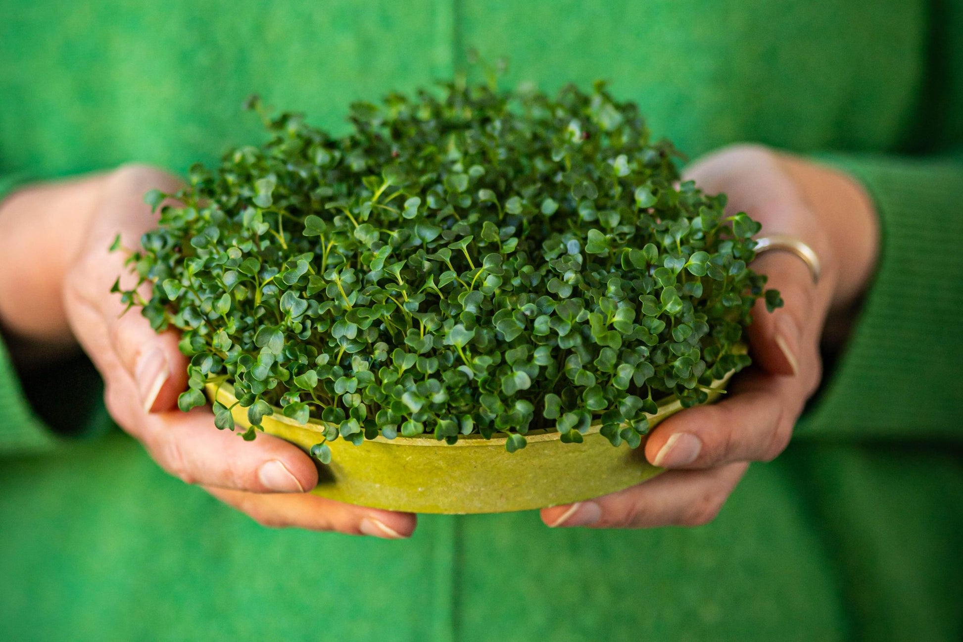 Teeny Greeny kale microgreens fully grown in bamboo tray held in hands
