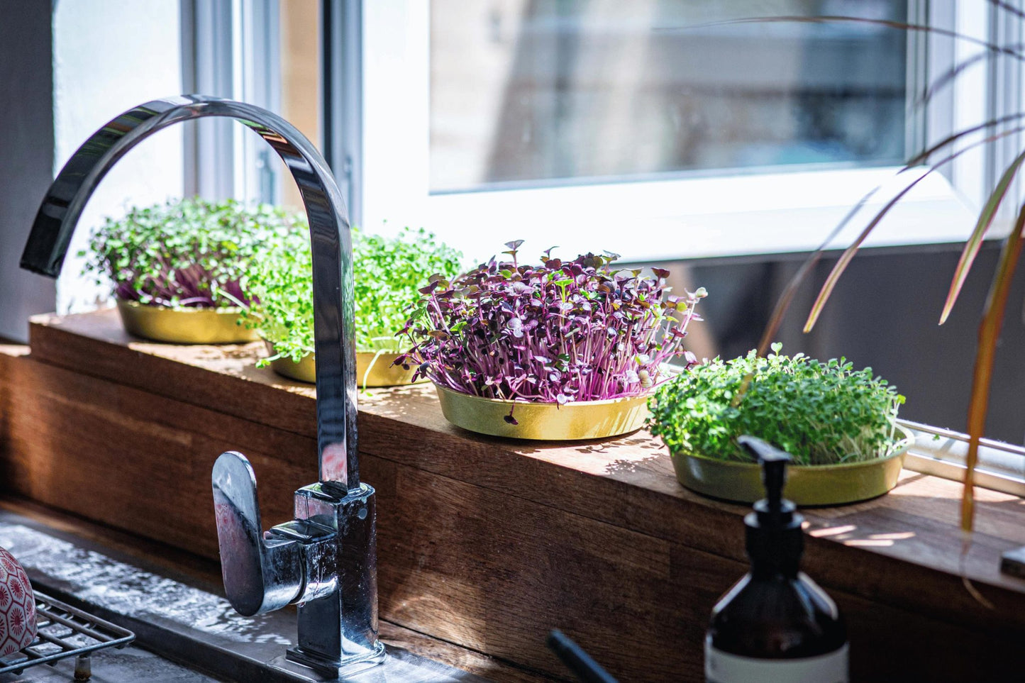 Teeny Greeny mixed radish microgreens growing in bamboo trays on sunny kitchen windowsill
