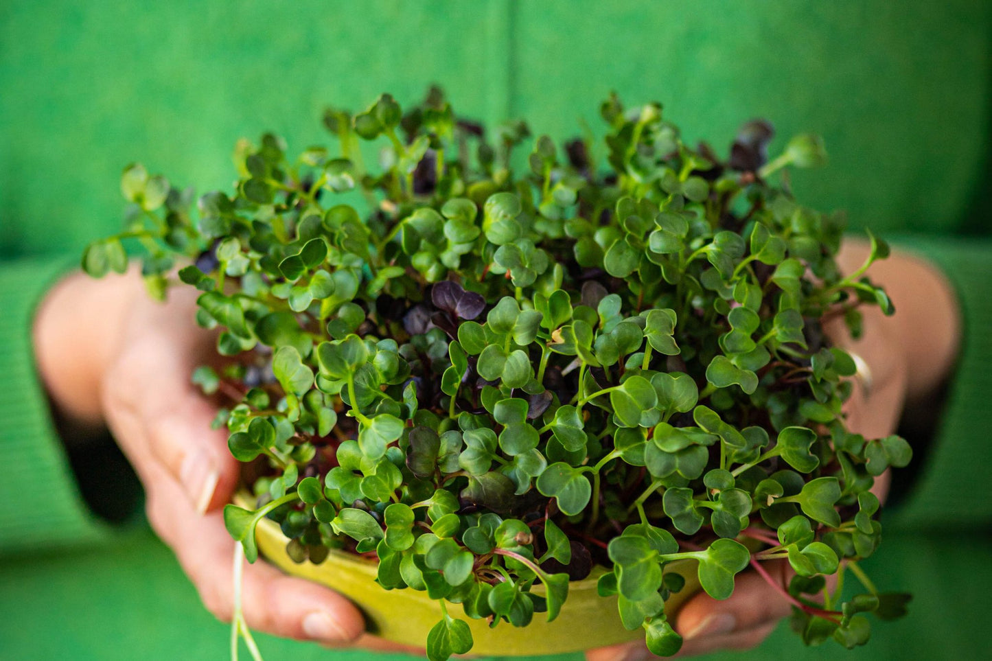 Teeny Greeny mixed radish microgreens grown in bamboo tray held in hands
