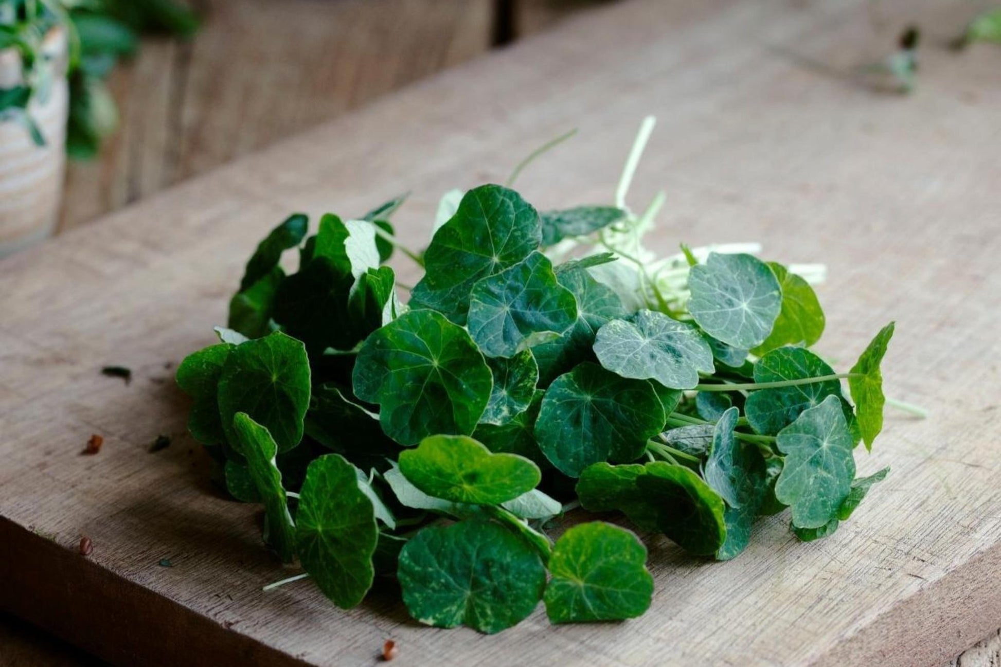 Teeny Greeny nasturtium microgreens freshly cut with large round leaves on wooden chopping board
