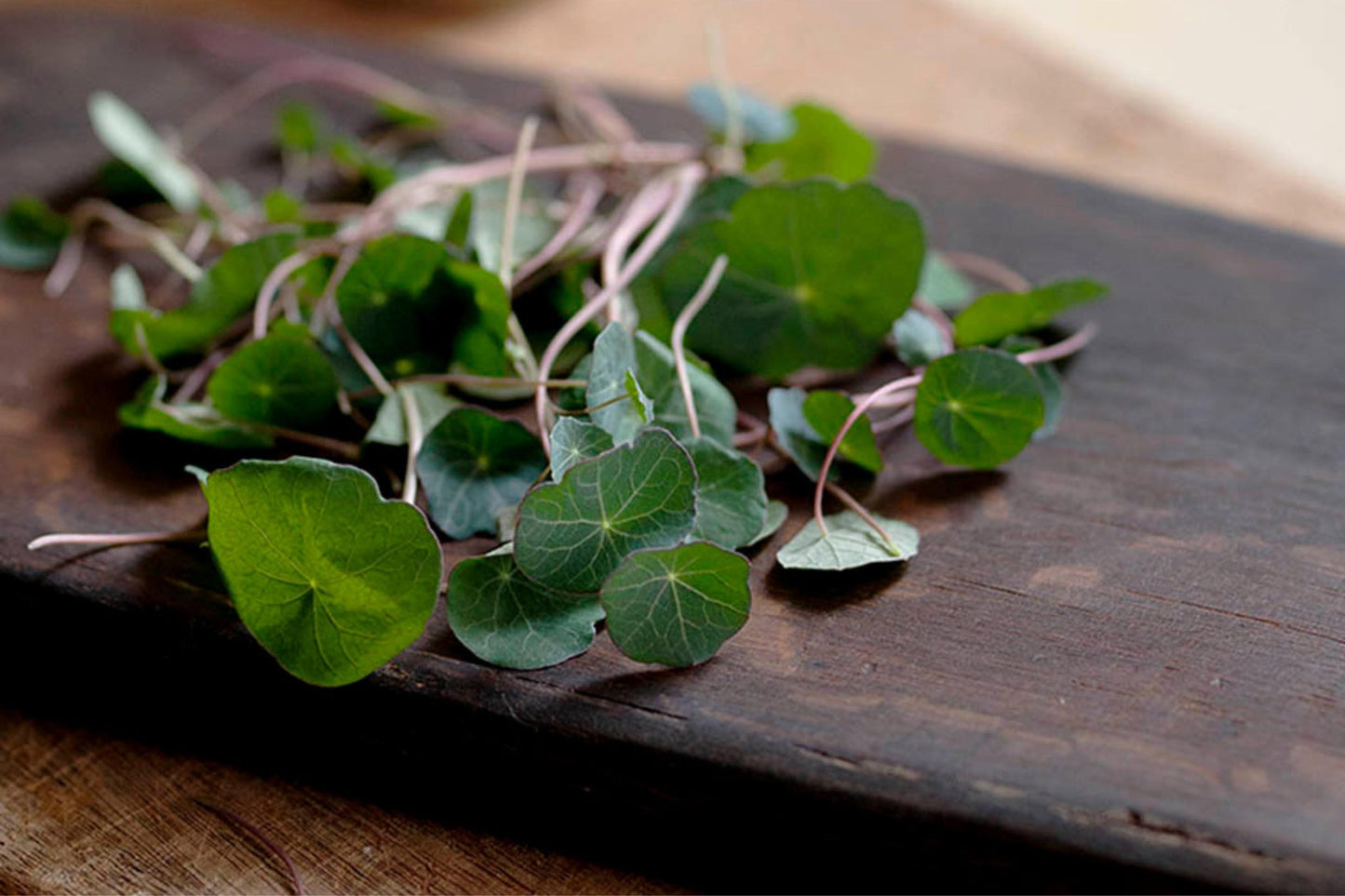Teeny Greeny nasturtium microgreens with round leaves and pink stems on dark wooden board
