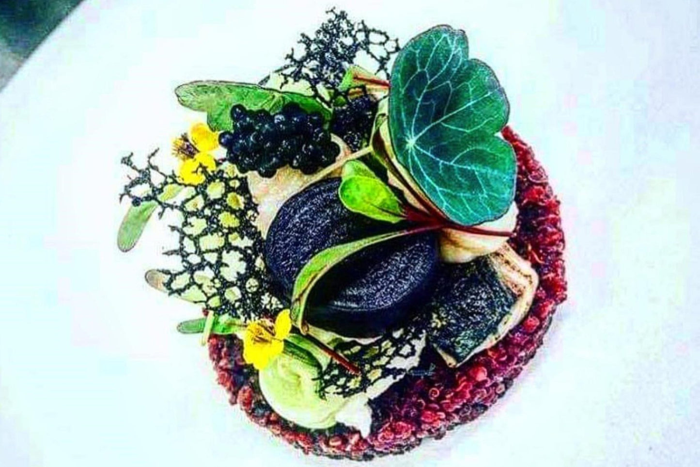Teeny Greeny nasturtium microgreens used as garnish on fine dining plate with edible flowers
