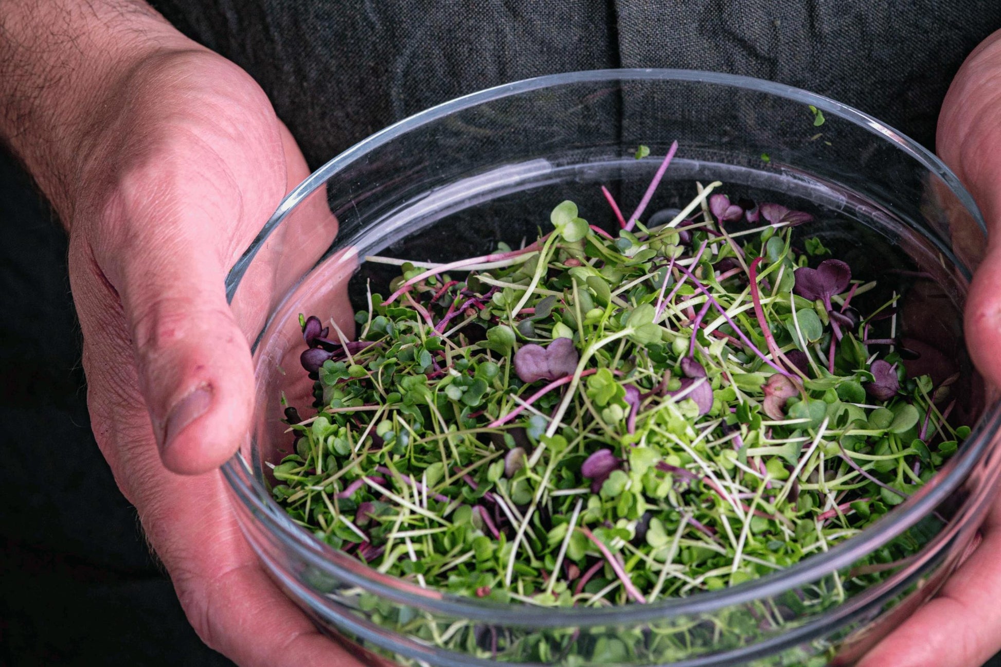 Teeny Greeny mixed radish microgreens freshly cut in glass bowl showing vibrant colours
