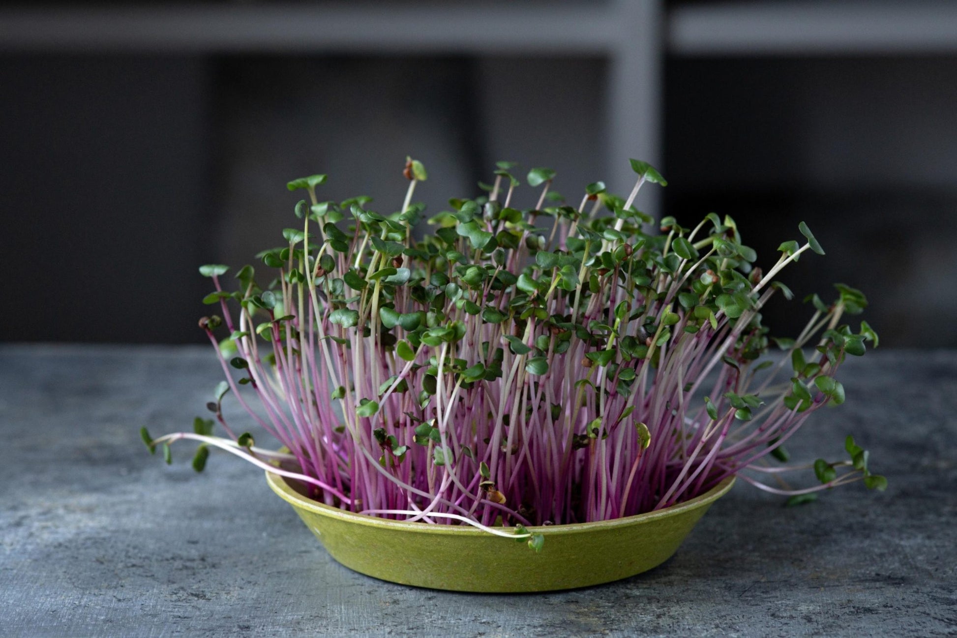 Teeny Greeny pink radish microgreens growing with striking pink stems in bamboo tray
