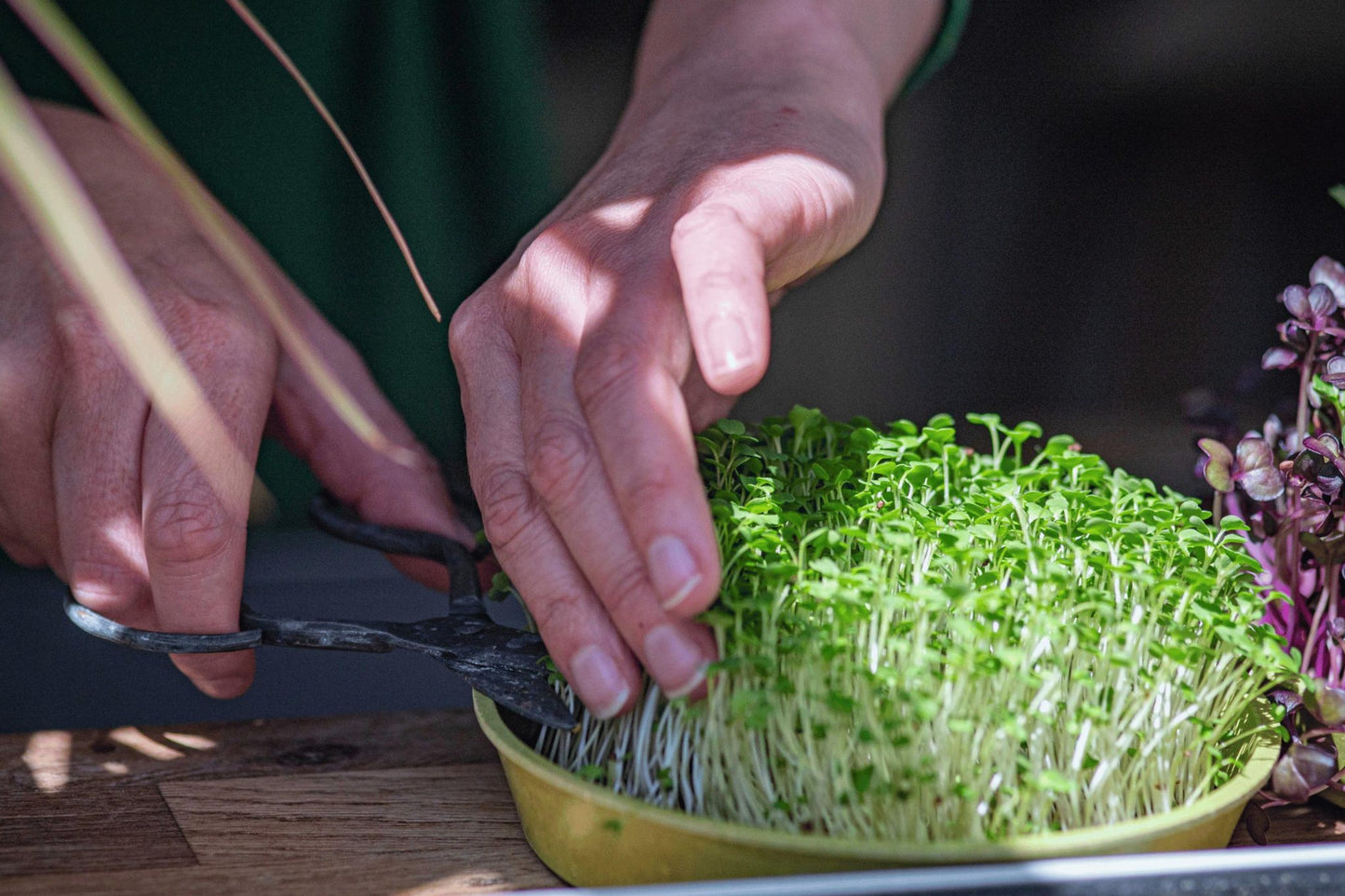 Teeny Greeny pak choi microgreens being harvested with scissors from bamboo tray
