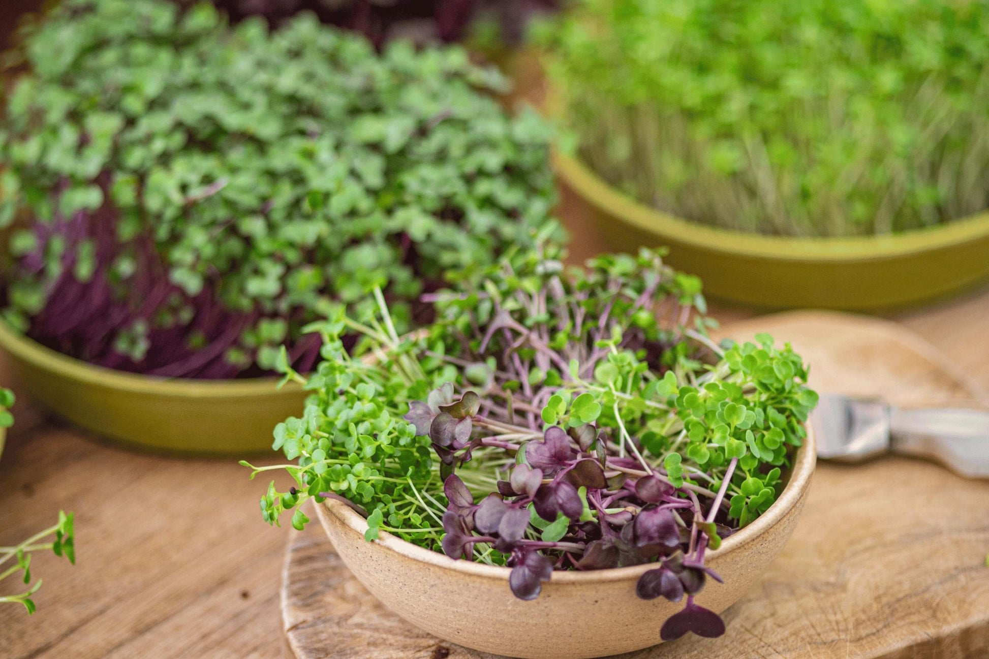 Teeny Greeny pak choi and mixed microgreens freshly cut in ceramic bowl with trays in background
