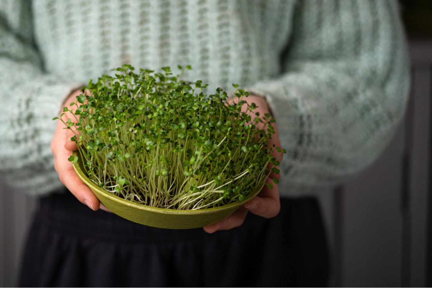 Teeny Greeny pak choi microgreens fully grown in bamboo tray held in hands
