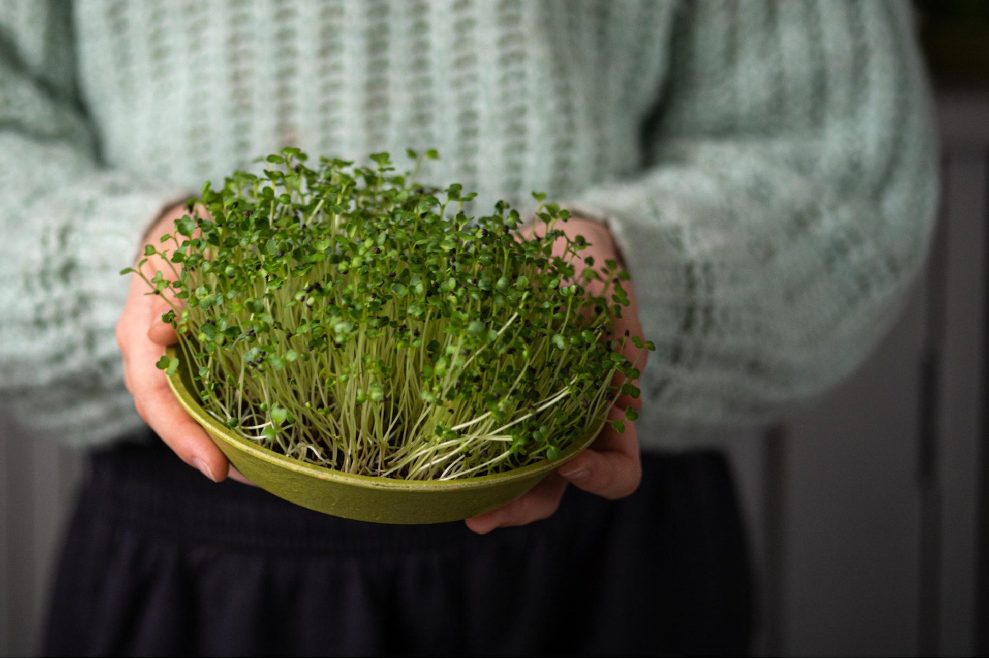 Teeny Greeny pak choi microgreens fully grown in bamboo tray held in hands
