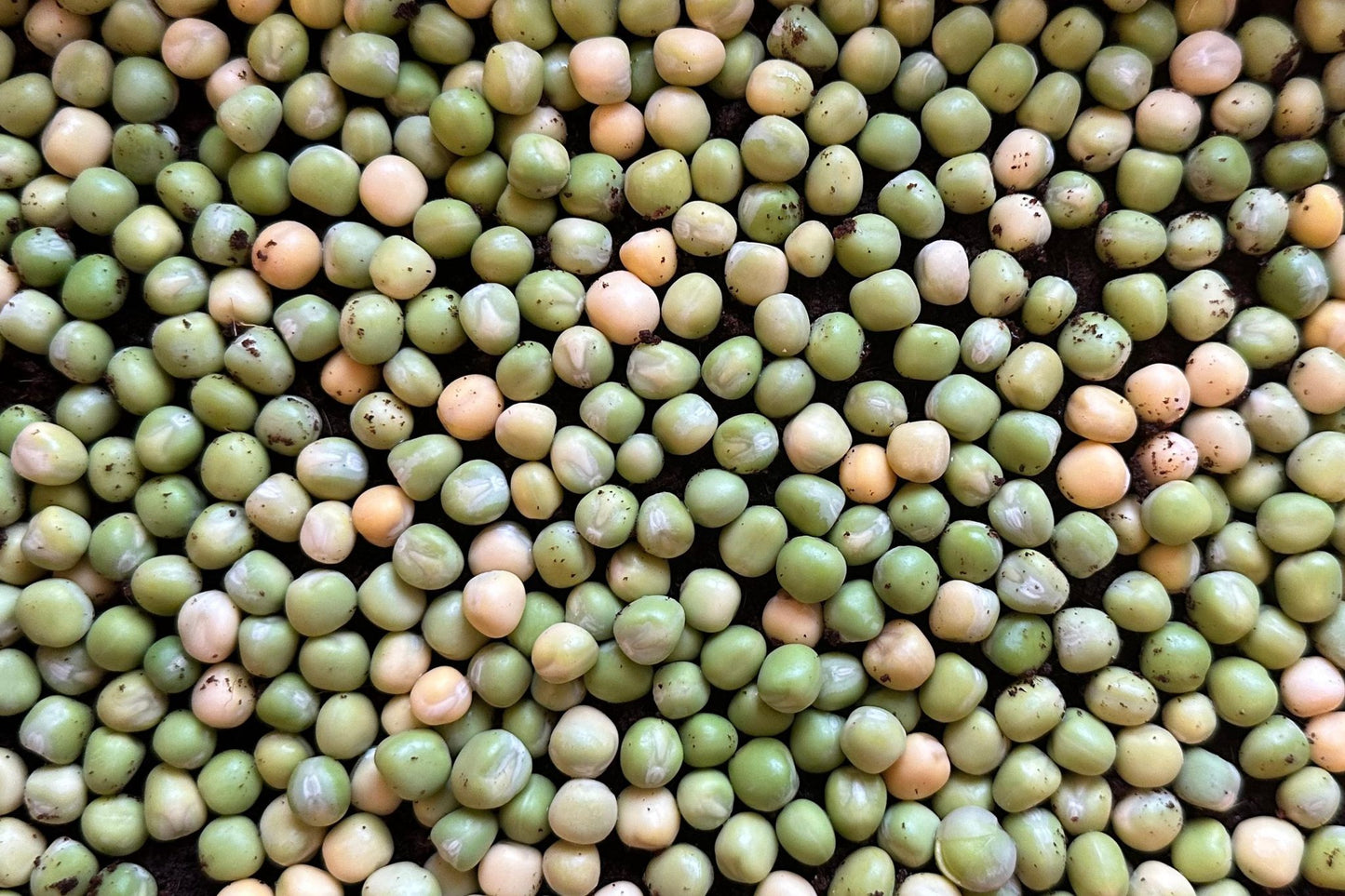 Teeny Greeny organic pea microgreen seeds soaked and ready to grow close up
