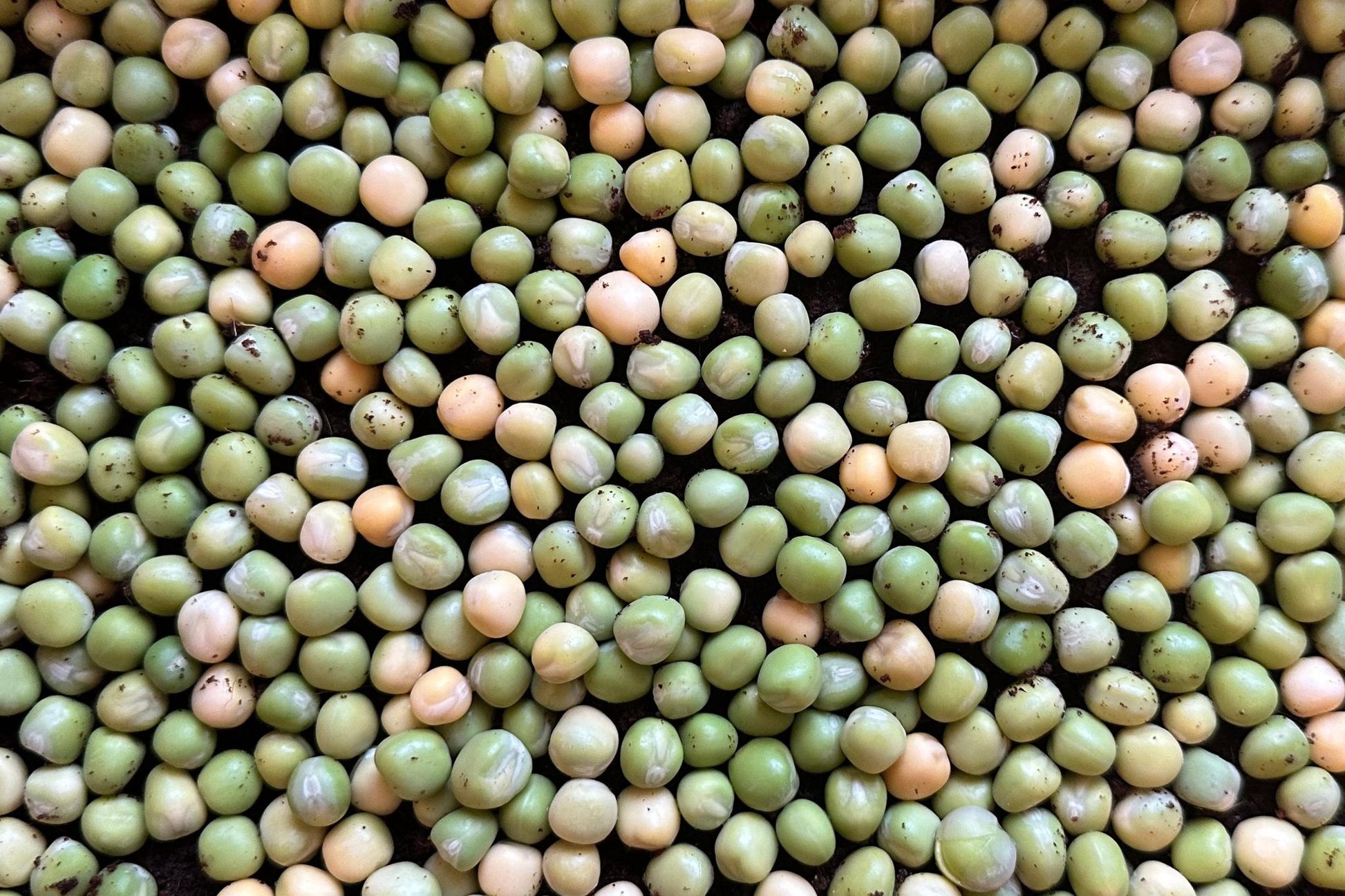 Teeny Greeny organic pea microgreen seeds soaked and ready to grow close up
