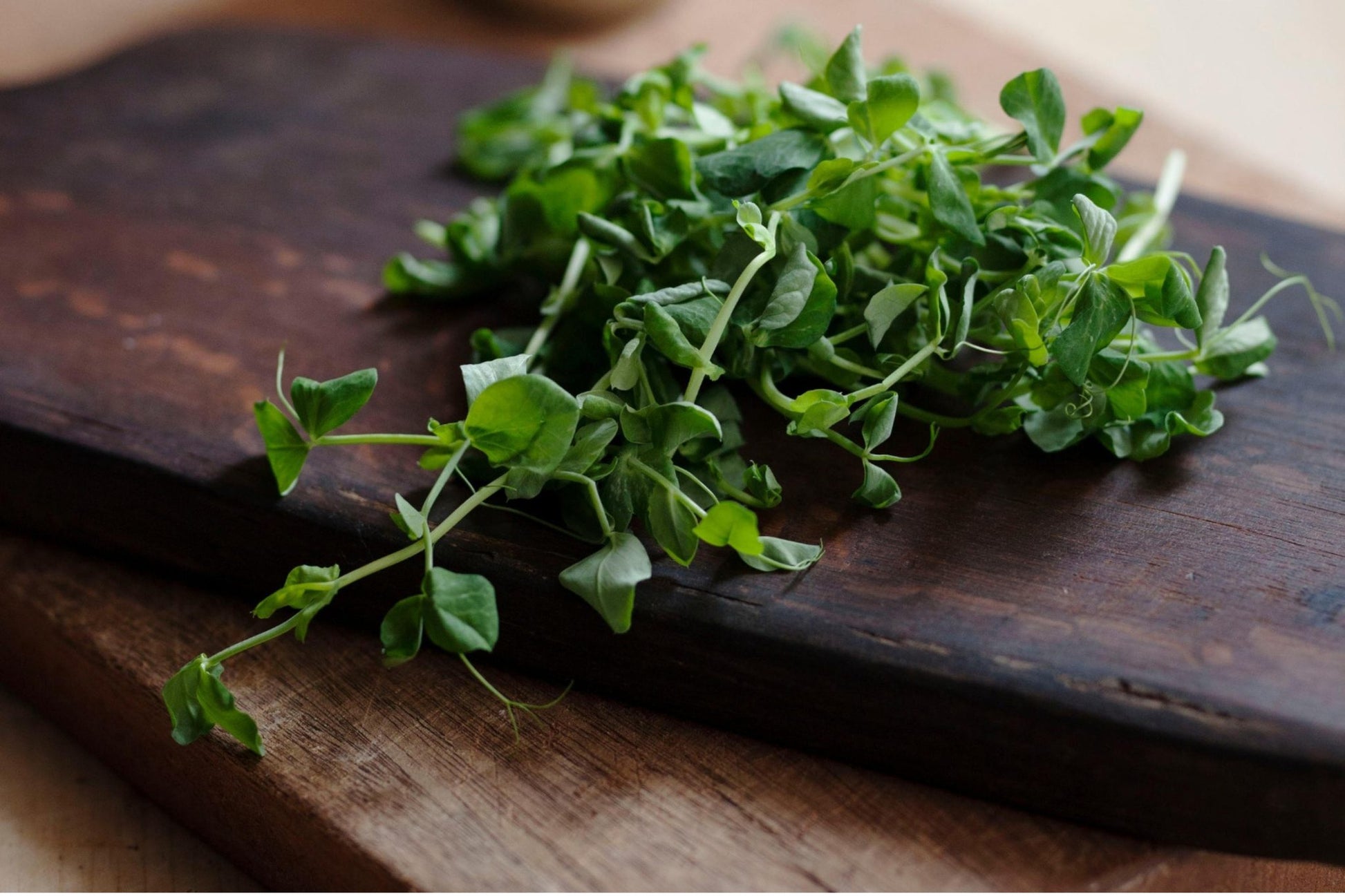 Teeny Greeny pea microgreens freshly cut on dark wooden chopping board
