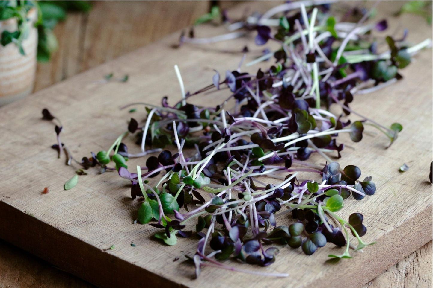 Teeny Greeny freshly cut purple radish microgreens scattered on wooden chopping board
