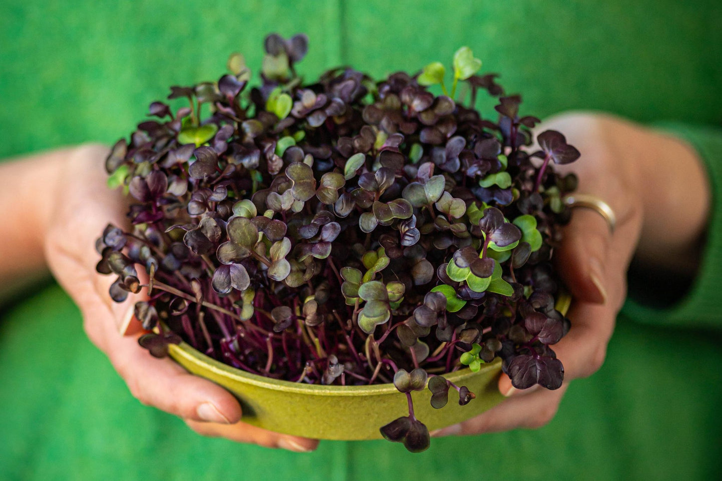 Teeny Greeny purple radish microgreens growing in bamboo tray held in hands