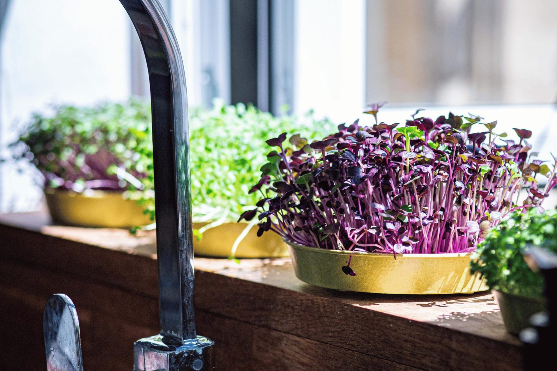 Teeny Greeny purple radish microgreens growing in bamboo trays on kitchen windowsill