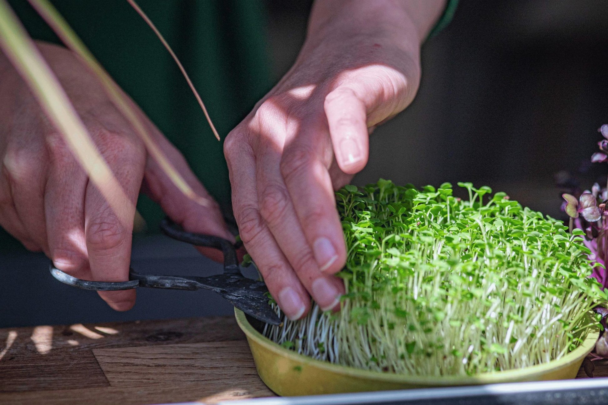 Teeny Greeny red clover microgreens being harvested with scissors from bamboo tray
