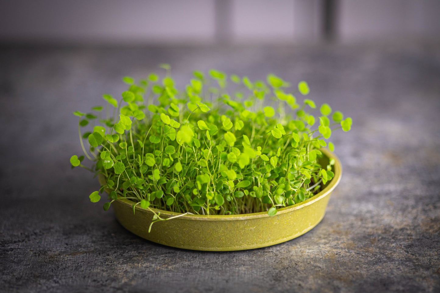 Teeny Greeny red clover microgreens growing in  bamboo tray on stone surface
